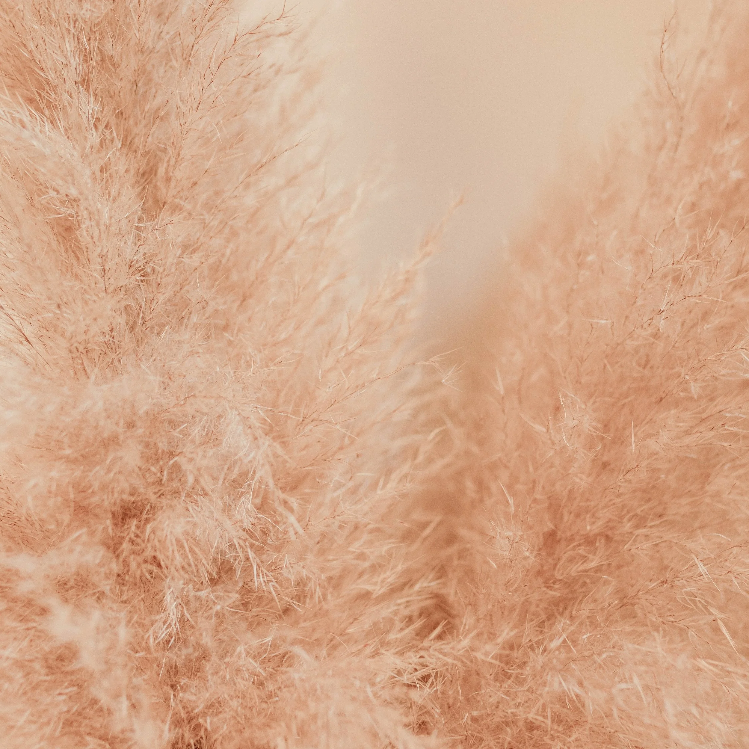 peach+pampas.jpg