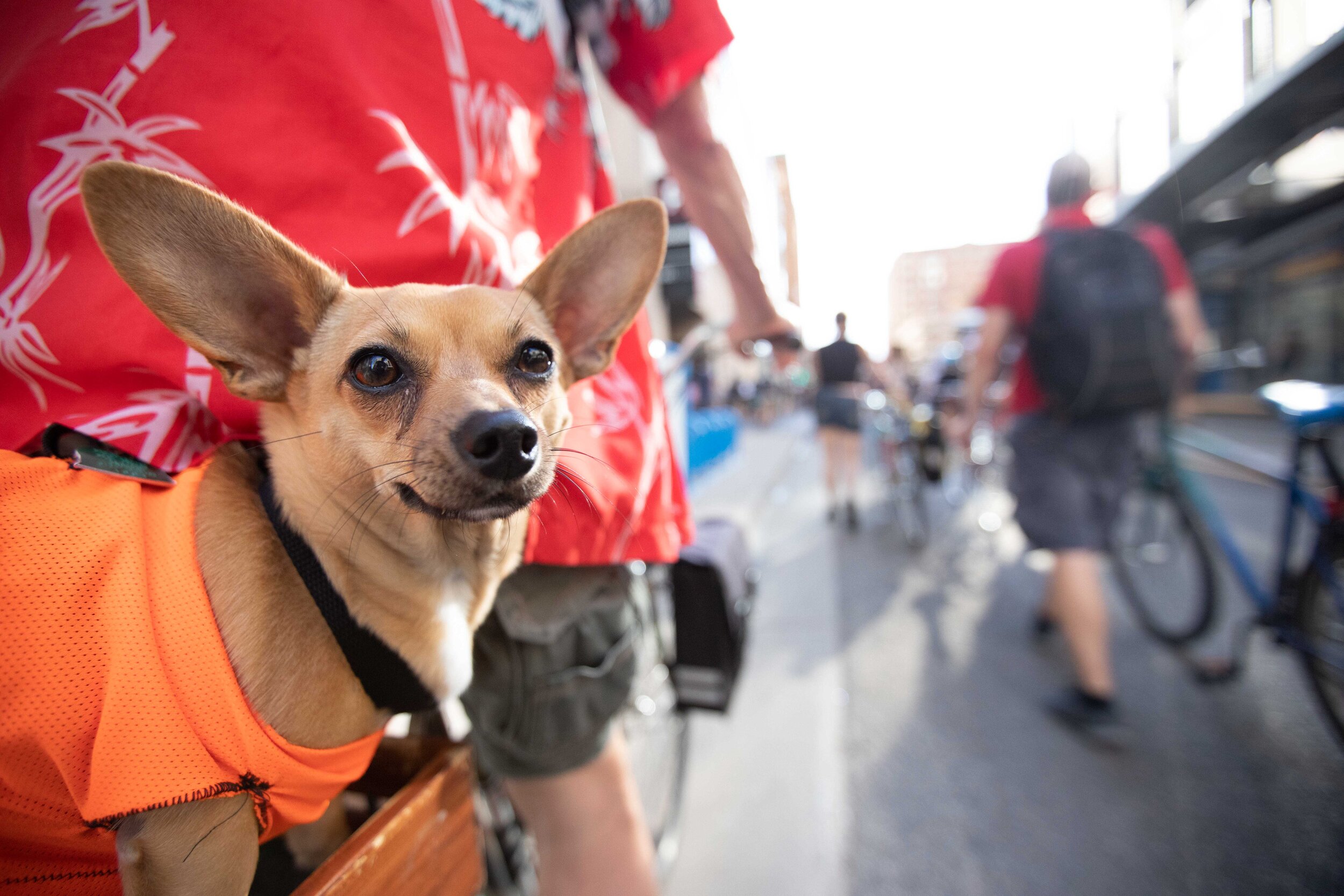  A Chihuahua looks back at protesters as its owner helps stop traffic at the protest in Minneapolis, Minnesota on Jun 3, 2020. 