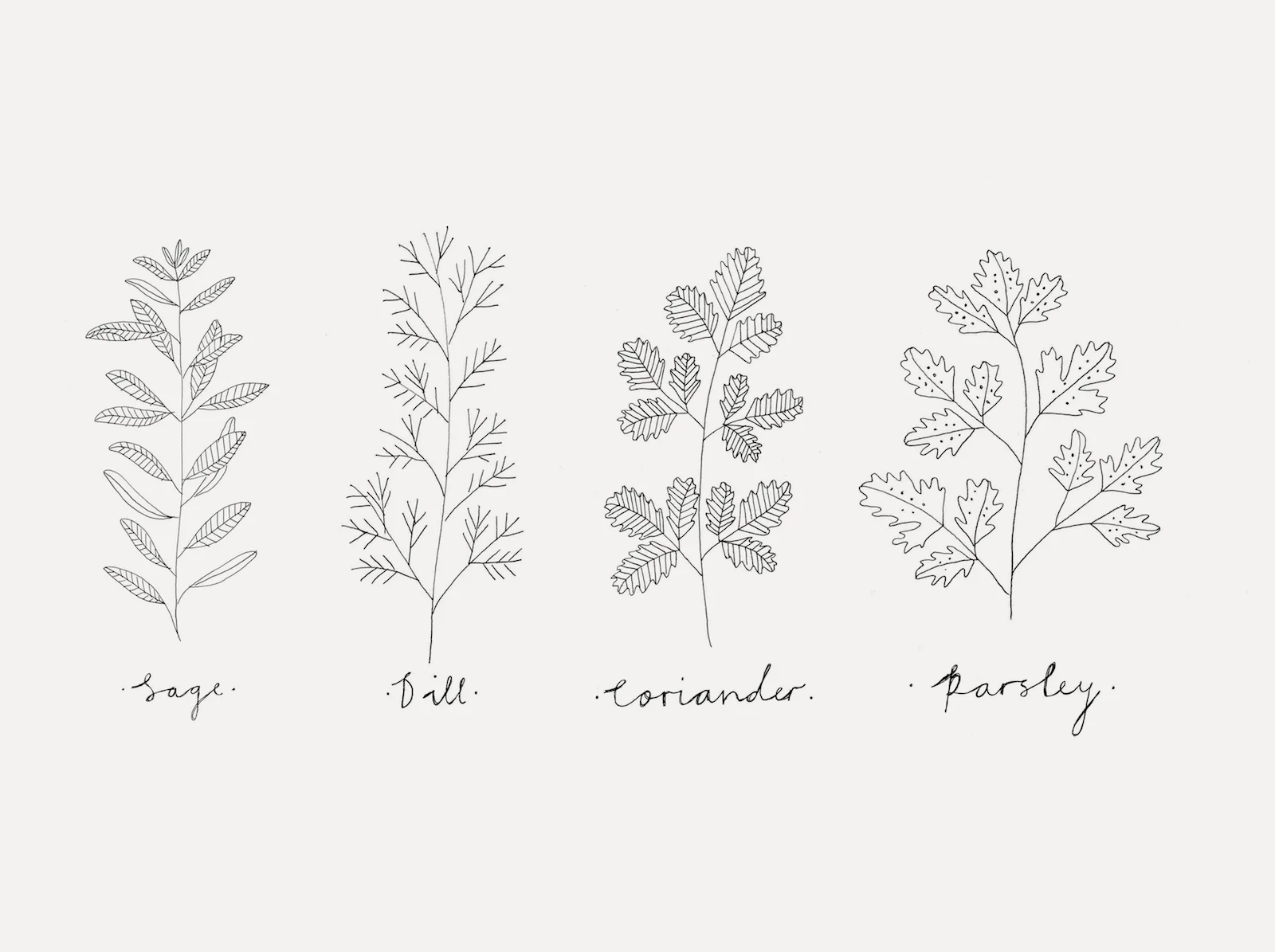 herbs2.jpg