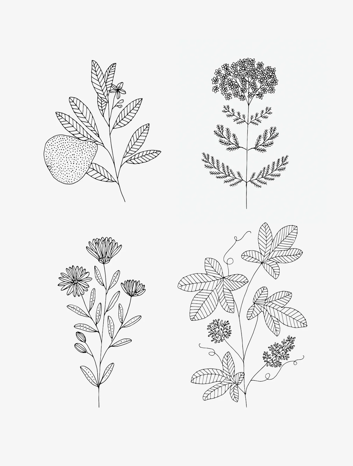 plants.jpg