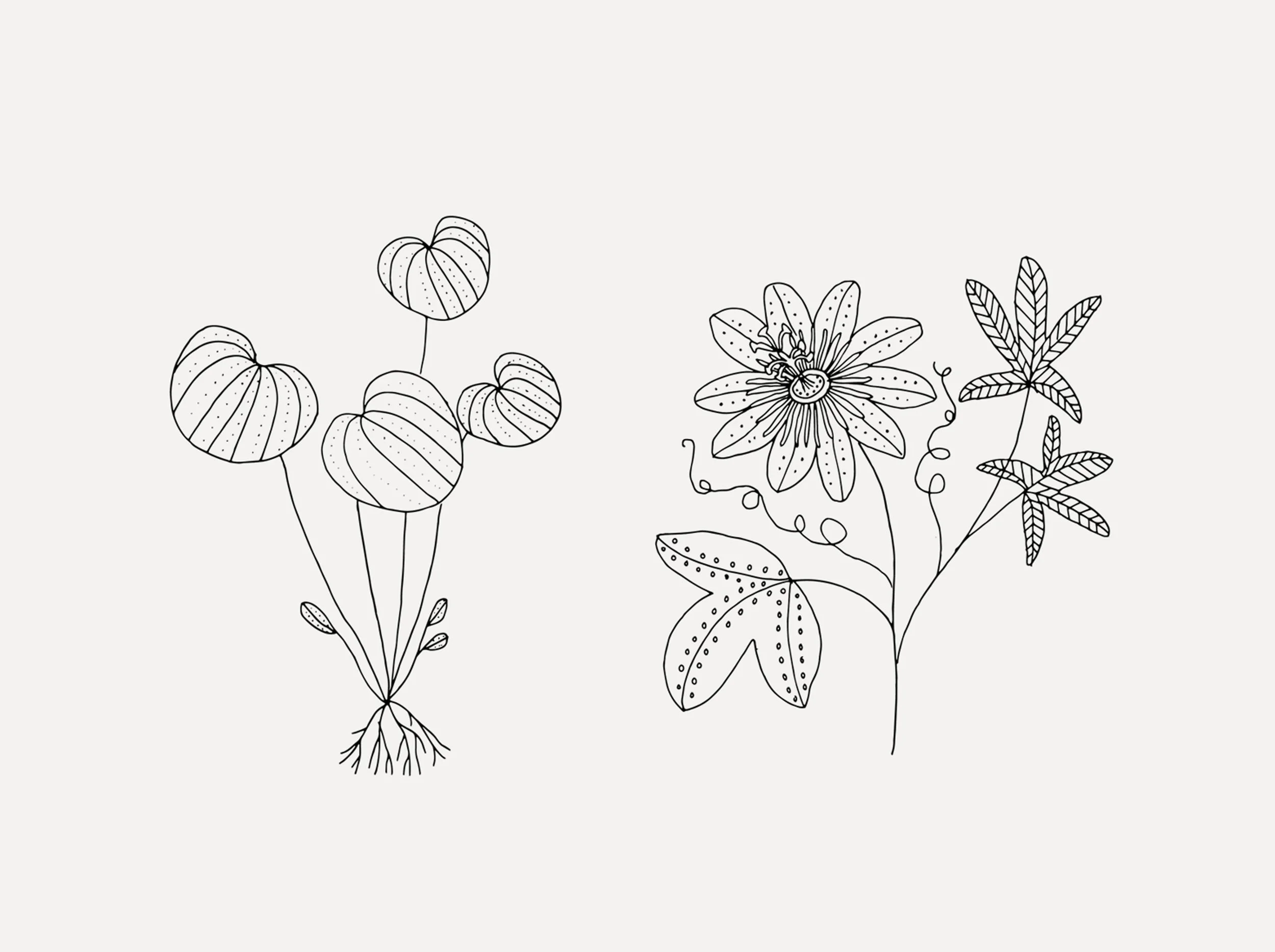 plants2.jpg