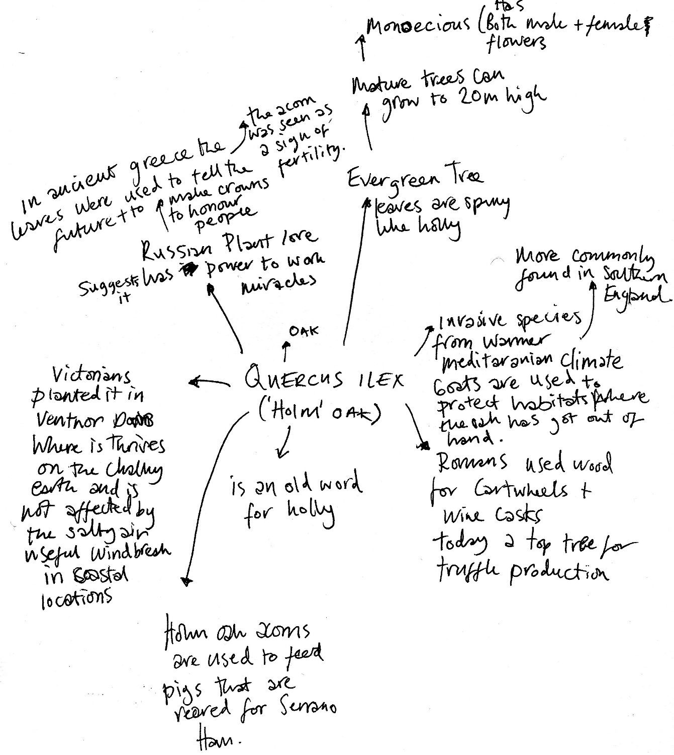 quercus robur brainstorm.jpg