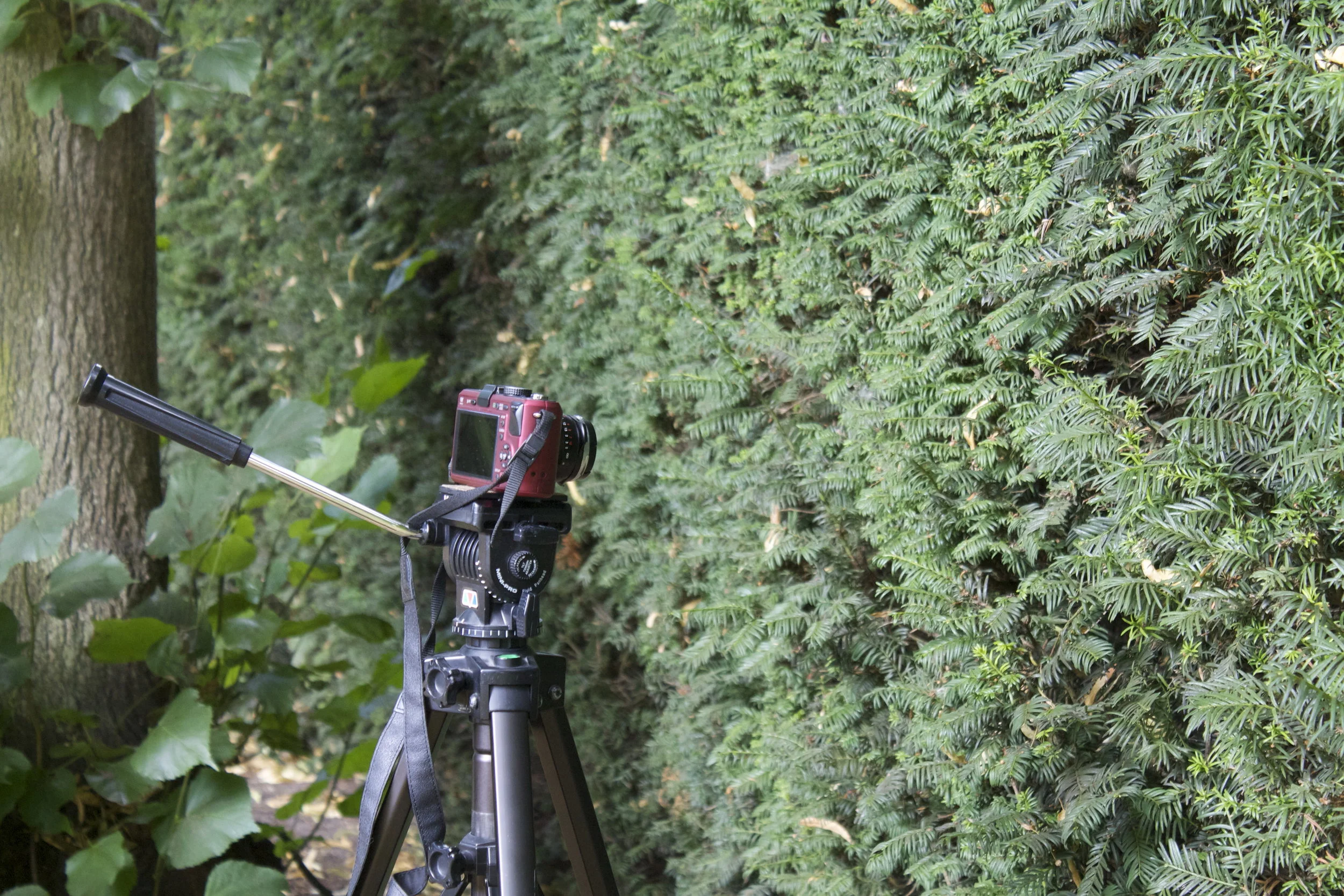 Filming hedges with straybird in 2013