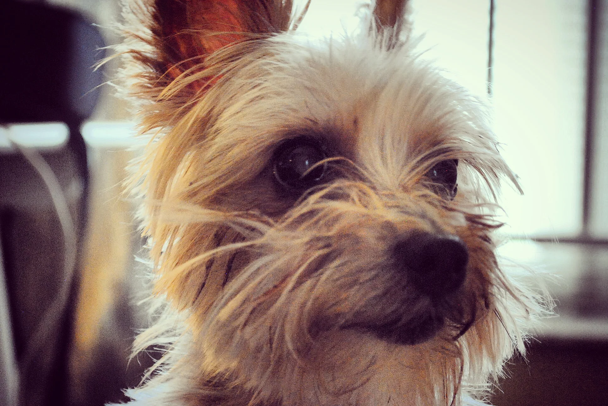 Luca (2006-2016)