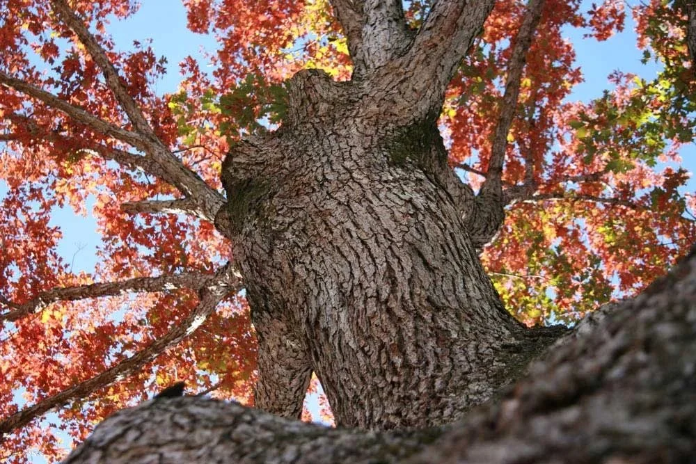 Fall_Oak_img8834.jpg