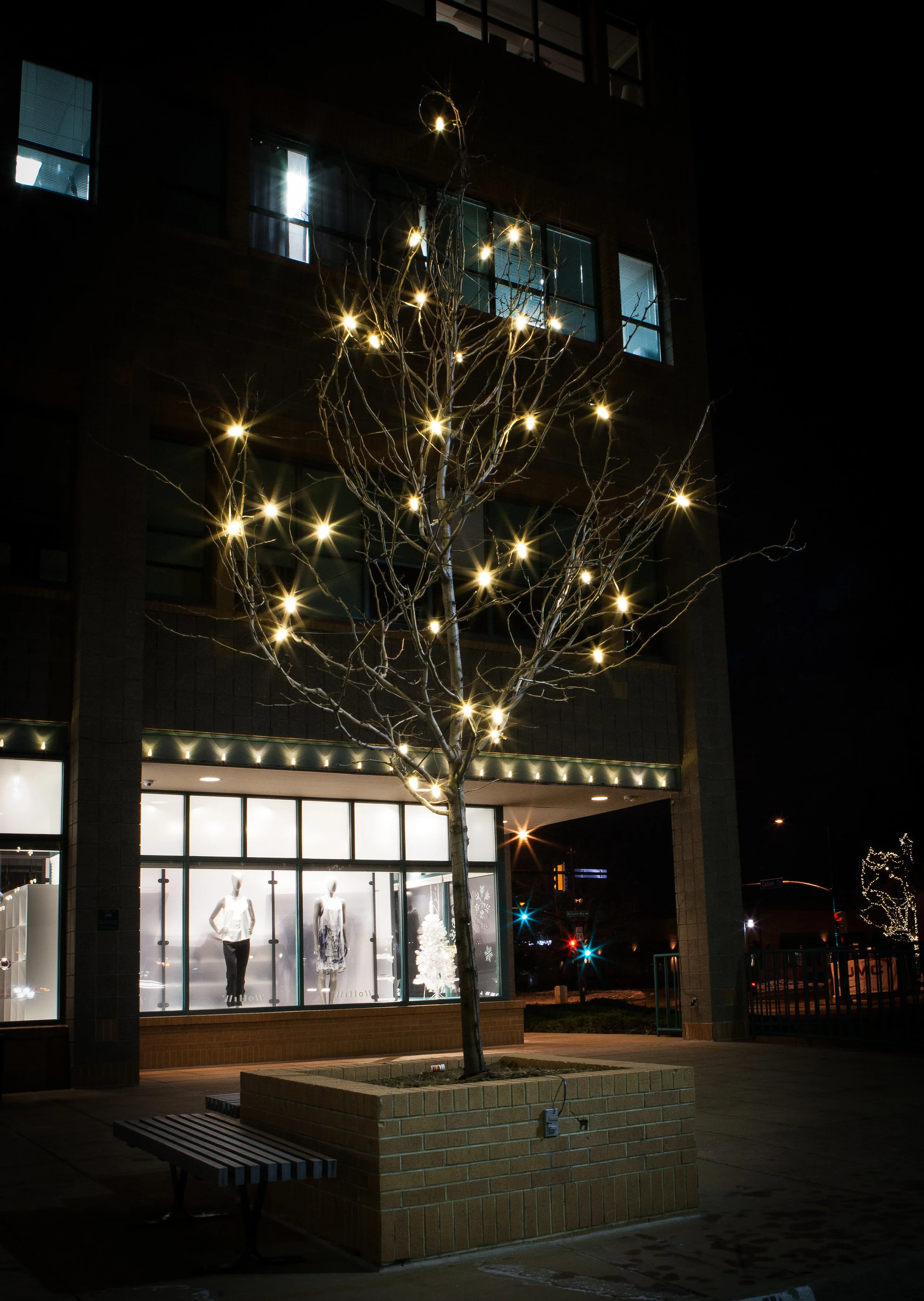 Floating Lights in a 20' Deciduous Tree