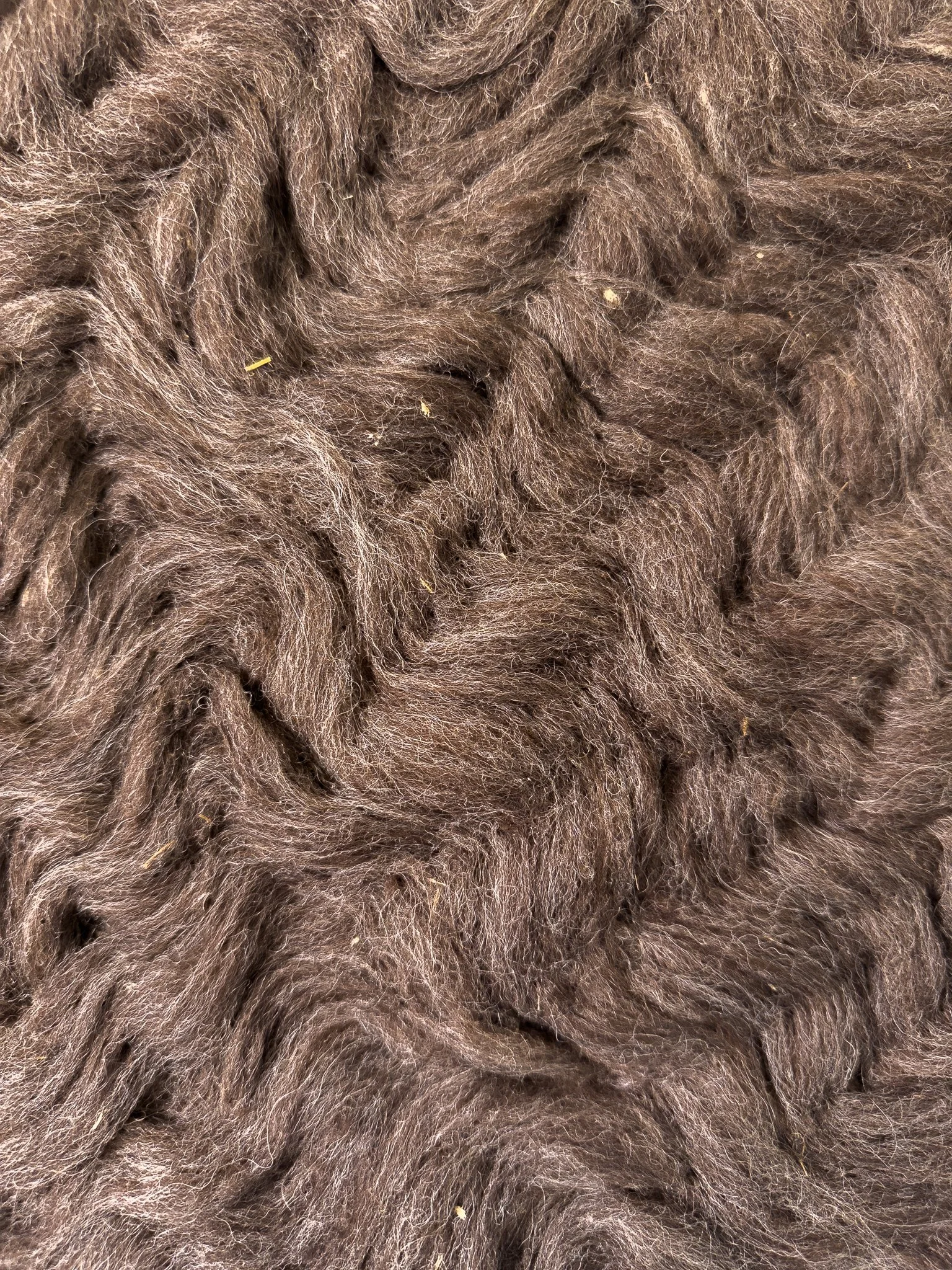 Holly Guertin - Varied (Brown) - sm -2.jpg