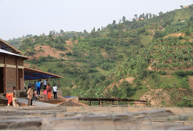 New Coffee: Rwanda Kilimbi Natural