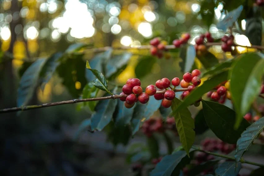 Some beautiful photos capturing the production of our latest coffee release, Gotiti from Gedeb, Ethiopia ๐ช๐น
#strangerscoffee #specialitycoffee #thirdwavecoffee #coffeeroastery #ethiopiancoffee