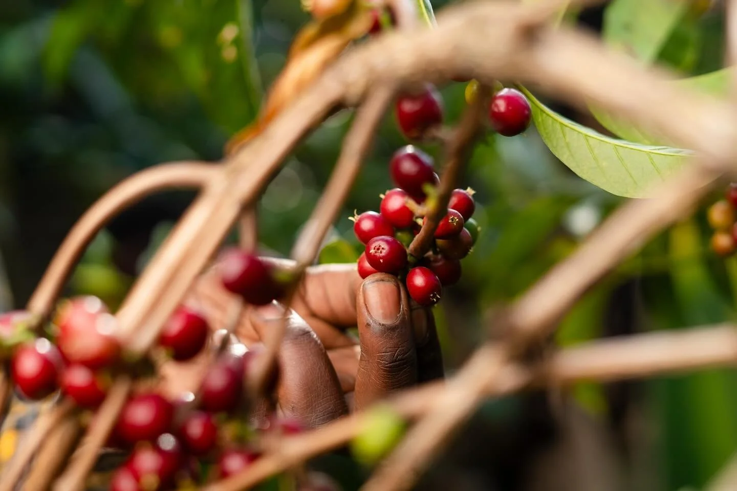 A glimpse into life in Gedeb, Ethiopia 🇪🇹 📸

We recently released a beautiful red honey process coffee from the Gedeb district and the response has been incredible, we&rsquo;re so glad you&rsquo;re loving it as much as we do!

There are only a few