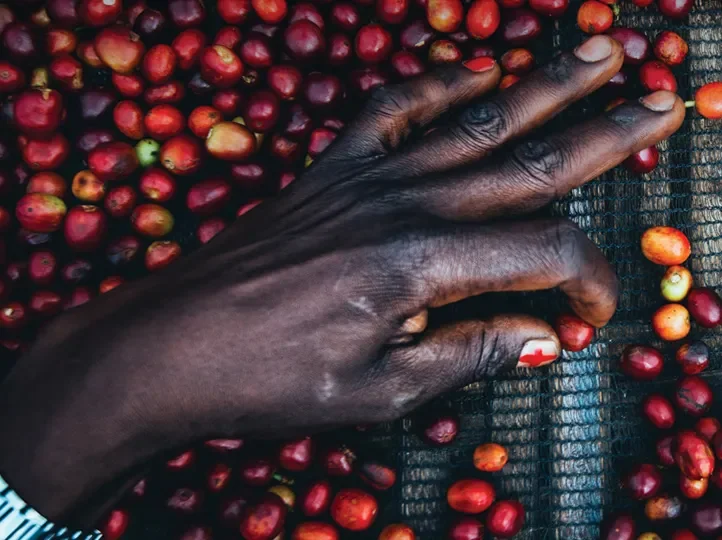 ETHIOPIA-COFFEE--Natural-Yirgacheffe-Kochere-G1-Anaerobic-_120-Hr_-2_1.jpg.webp