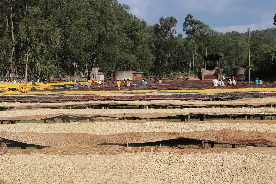 Yirgacheffe Gedeb Web.jpg