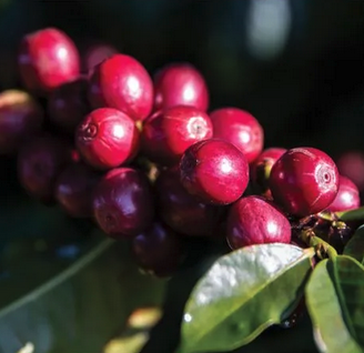 Kenya Gulmarg Estate.png