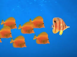 Fish with 1 leader.jpeg