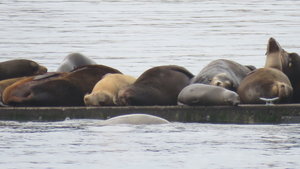 40.+Sleeping+Sea+Lions.JPG