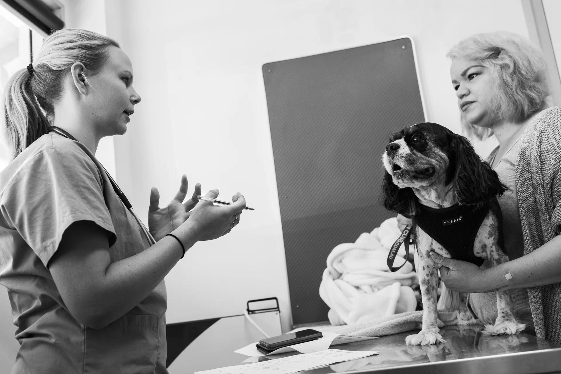 Head Nurse Stephanie Robertson admits Oliver for surgery to repair a torn Cranial Cruciate Ligament (CrCL), relating the necessary details to Oliver's owner, Xarlene Castro. 9 March, 2018.