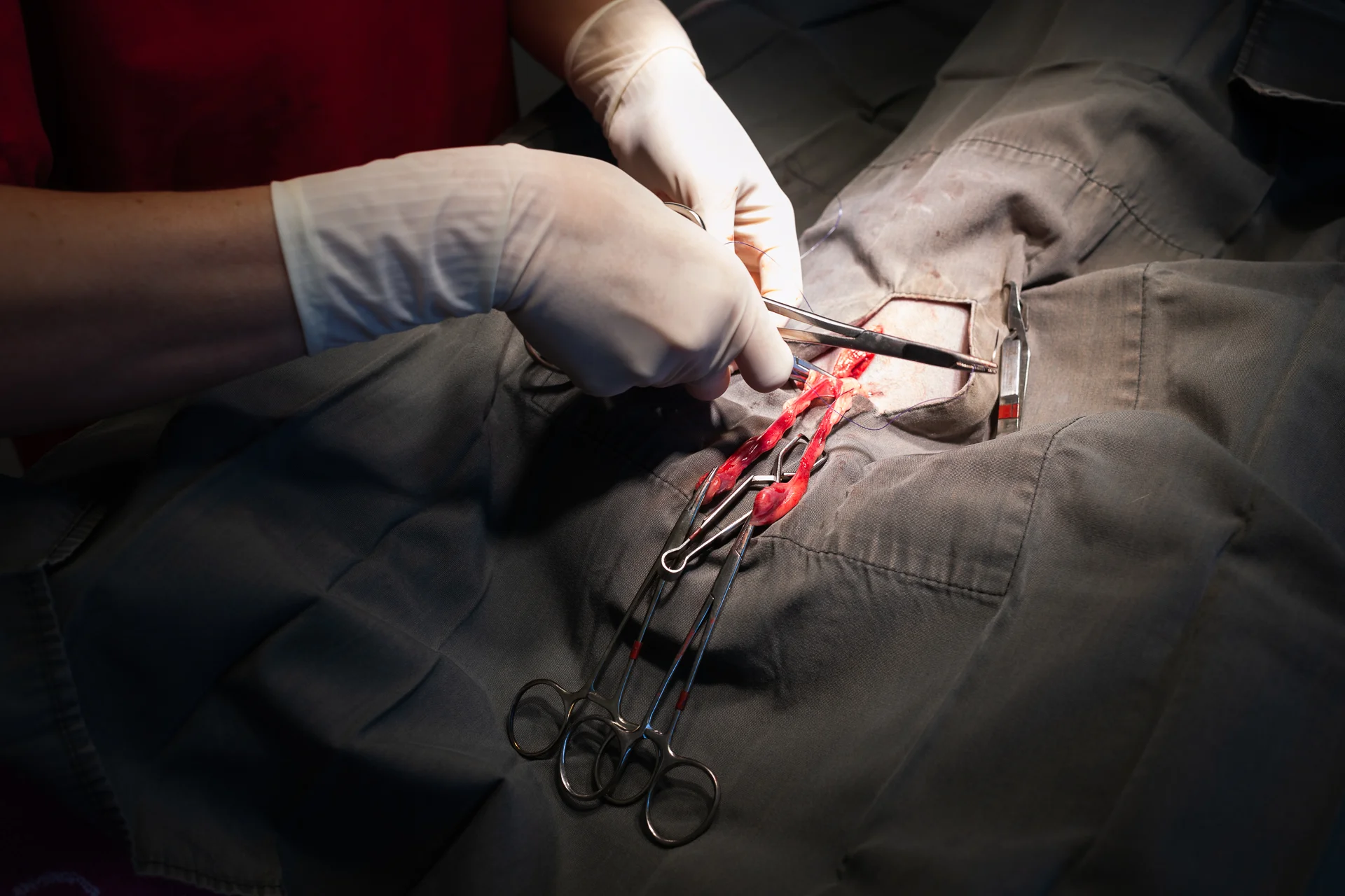 Speying prevents pyometra (infection of the uterus) and reduces the chances of breast cancer. 12 February, 2018.