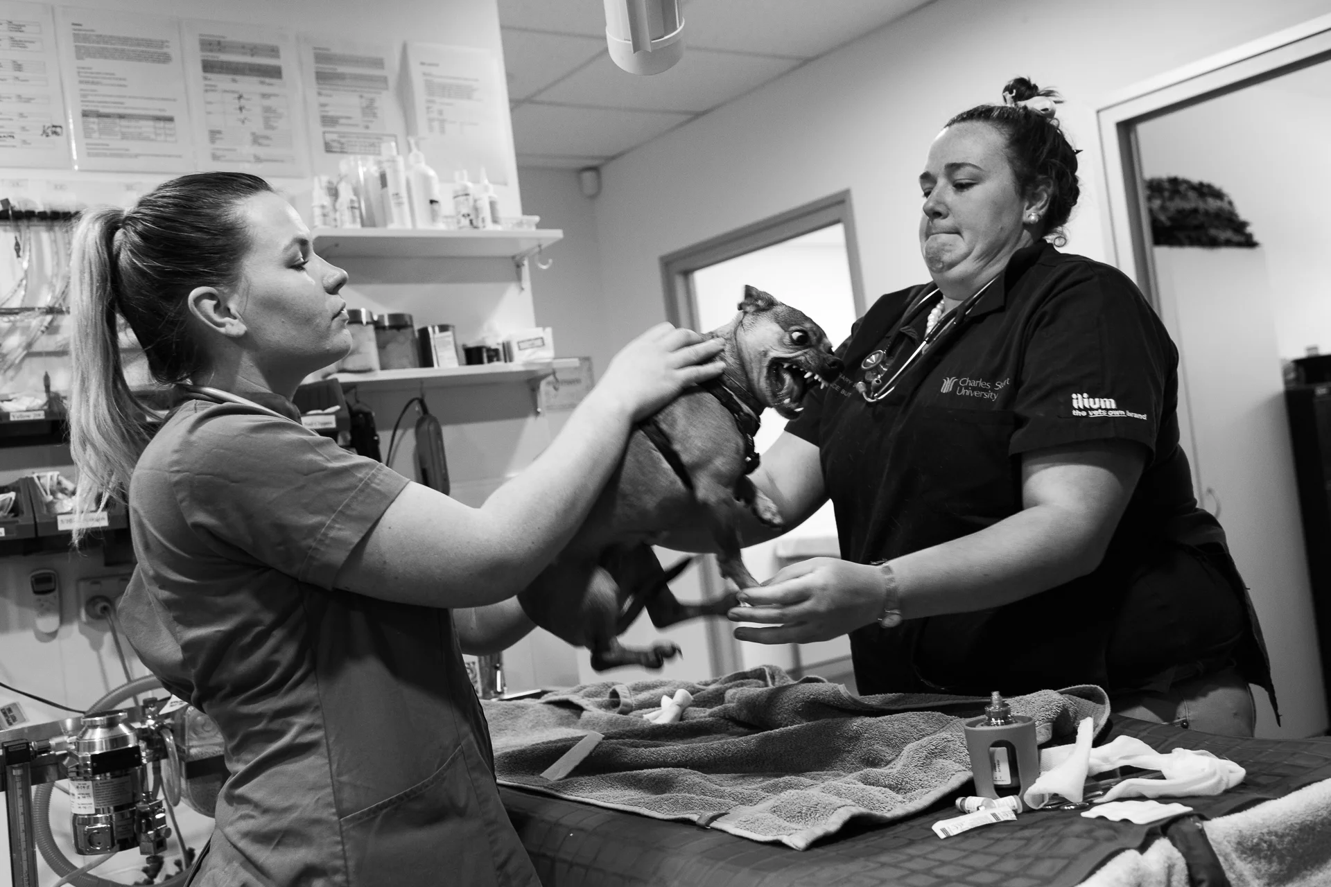 After being given a heartworm injection a few minutes earlier, Millie was administered another medication, this time orally, by Dr Jessica Winsall ( left ) and Dr Grace Butler. Hence Millie's muzzle has been removed. Despite staff efforts to keep her comfortable, Millie's fear overwhelms her. Winsall and Butler respond by temporary halting the treatment and instead trying calm and relax Millie. It isn't a surprise that some animals are uncomfortable at the vets but it is surprising more of them aren't. 15 December, 2017.