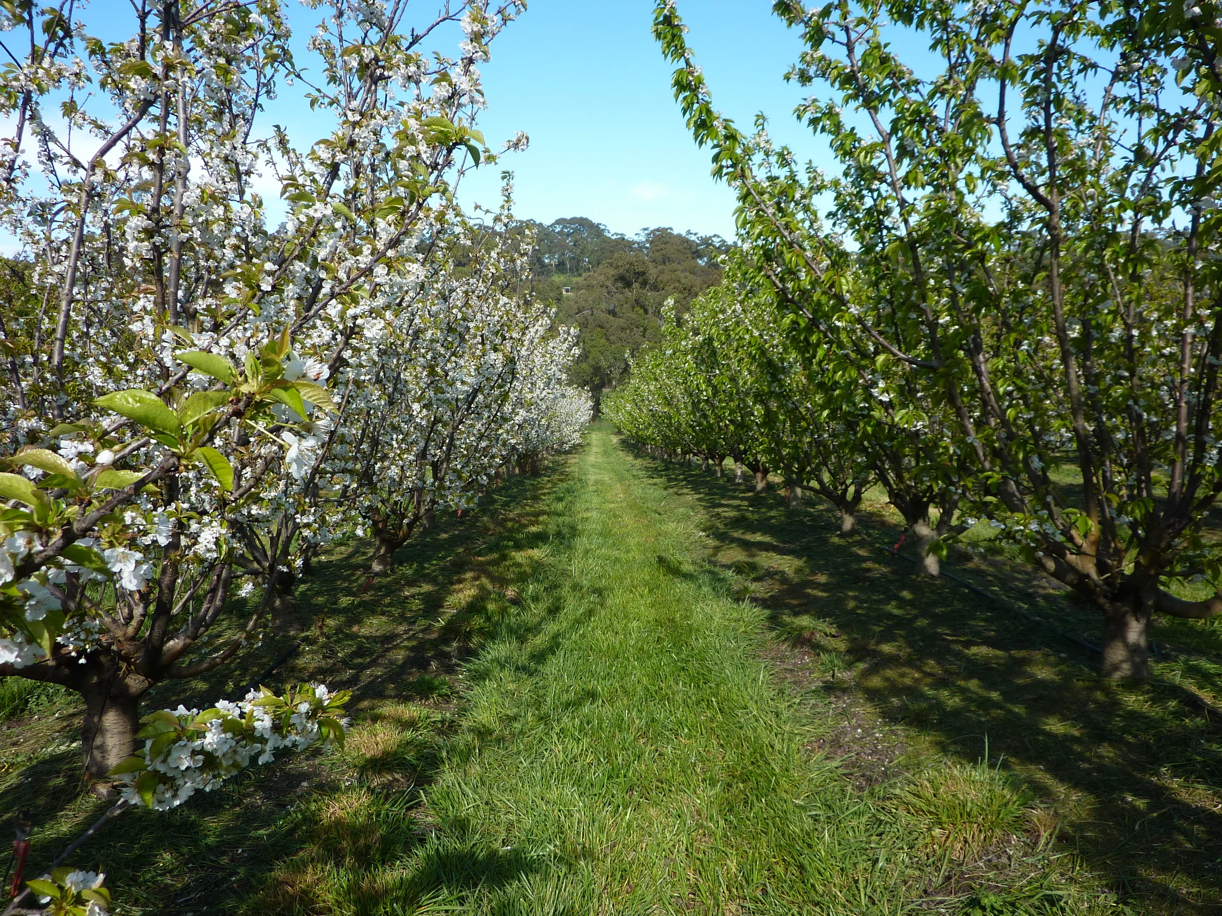 Cherry Blossom at Harben Vale Cherries