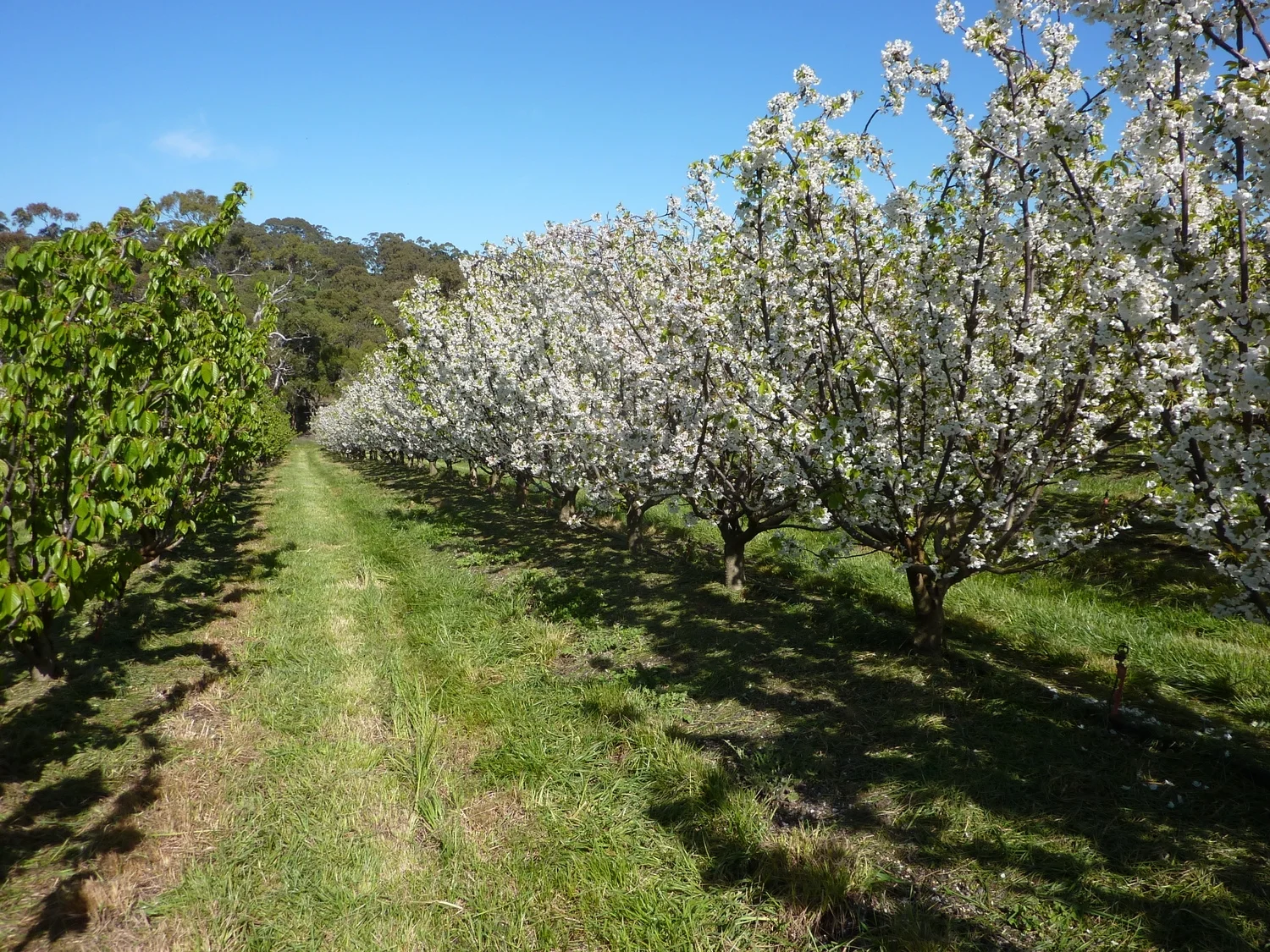 Blossom at Harben Vale's Cherry Orchard