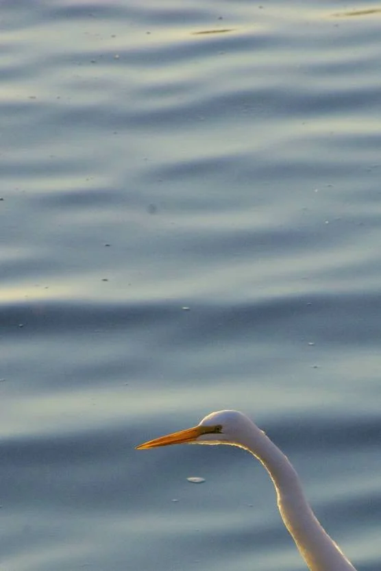 DSC_4560_2.jpg