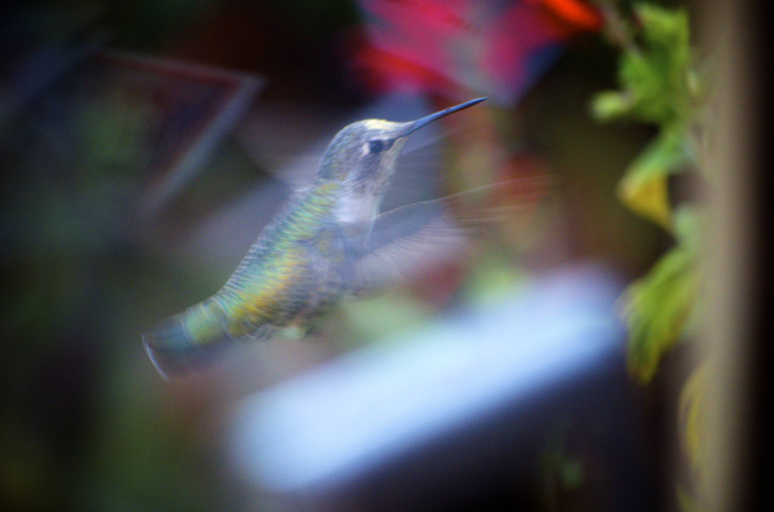 DSC_6227.jpg