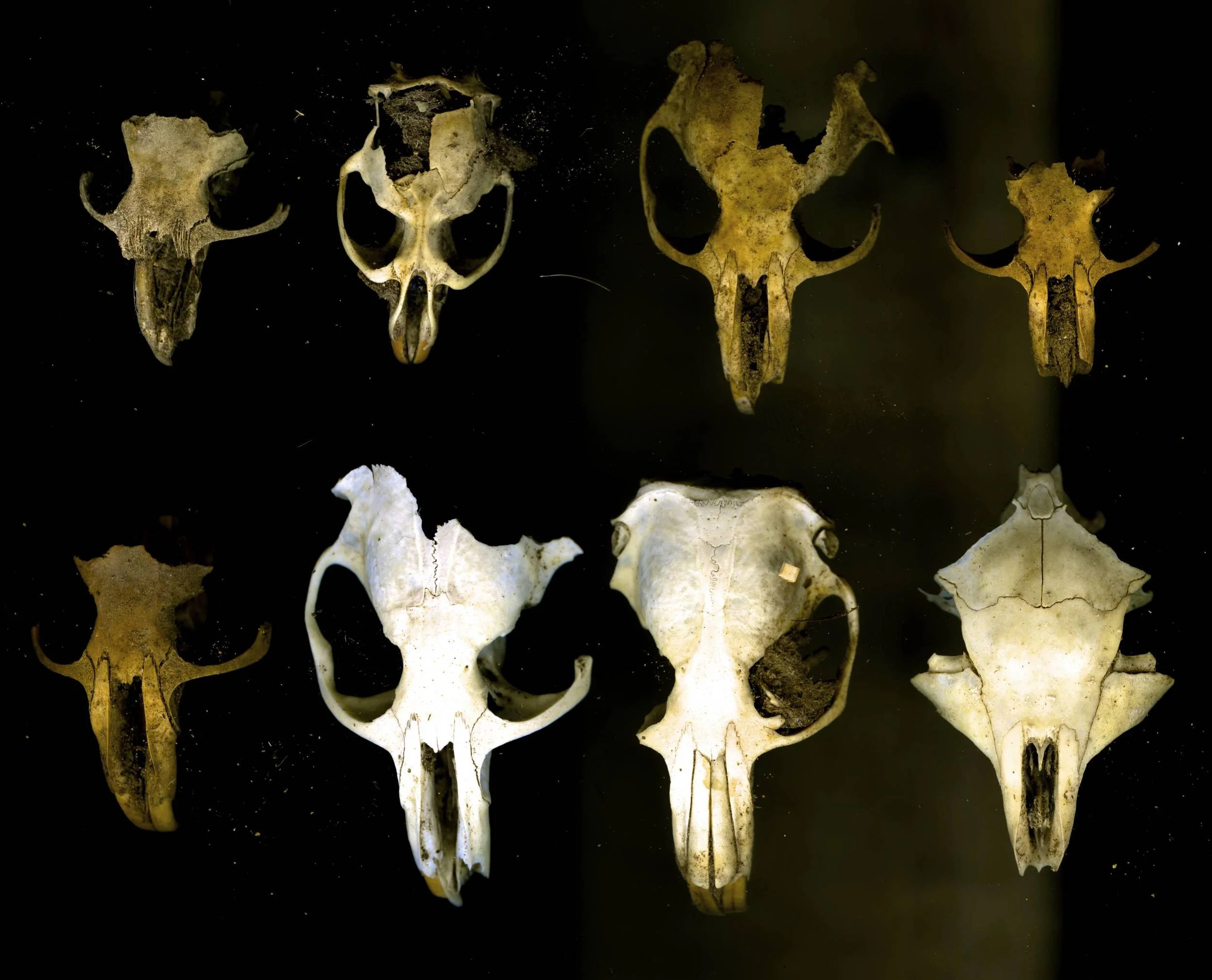 skulls002.jpg