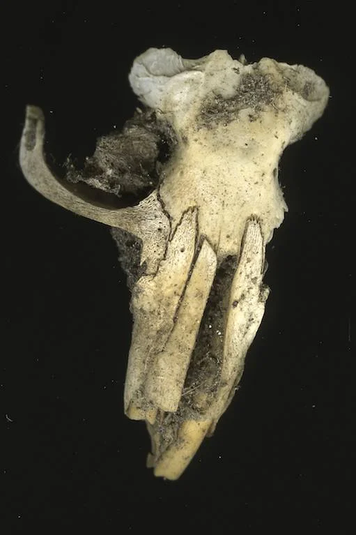 skulls007.jpg