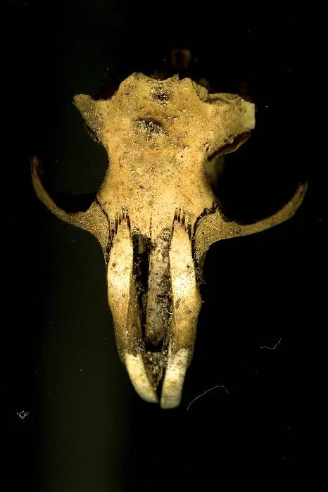 skulls009.jpg