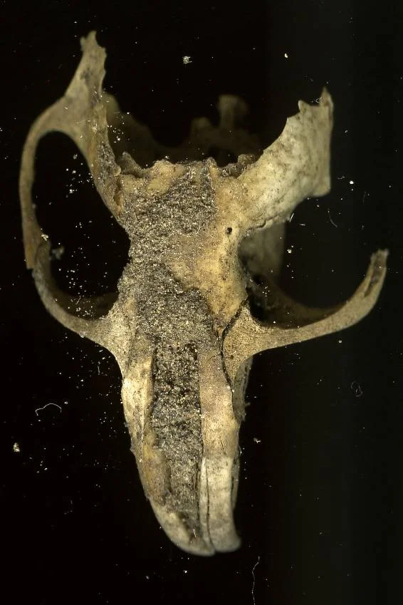 skulls015.jpg