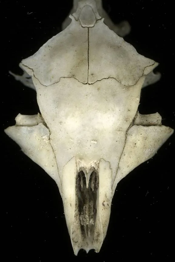 skulls020.jpg