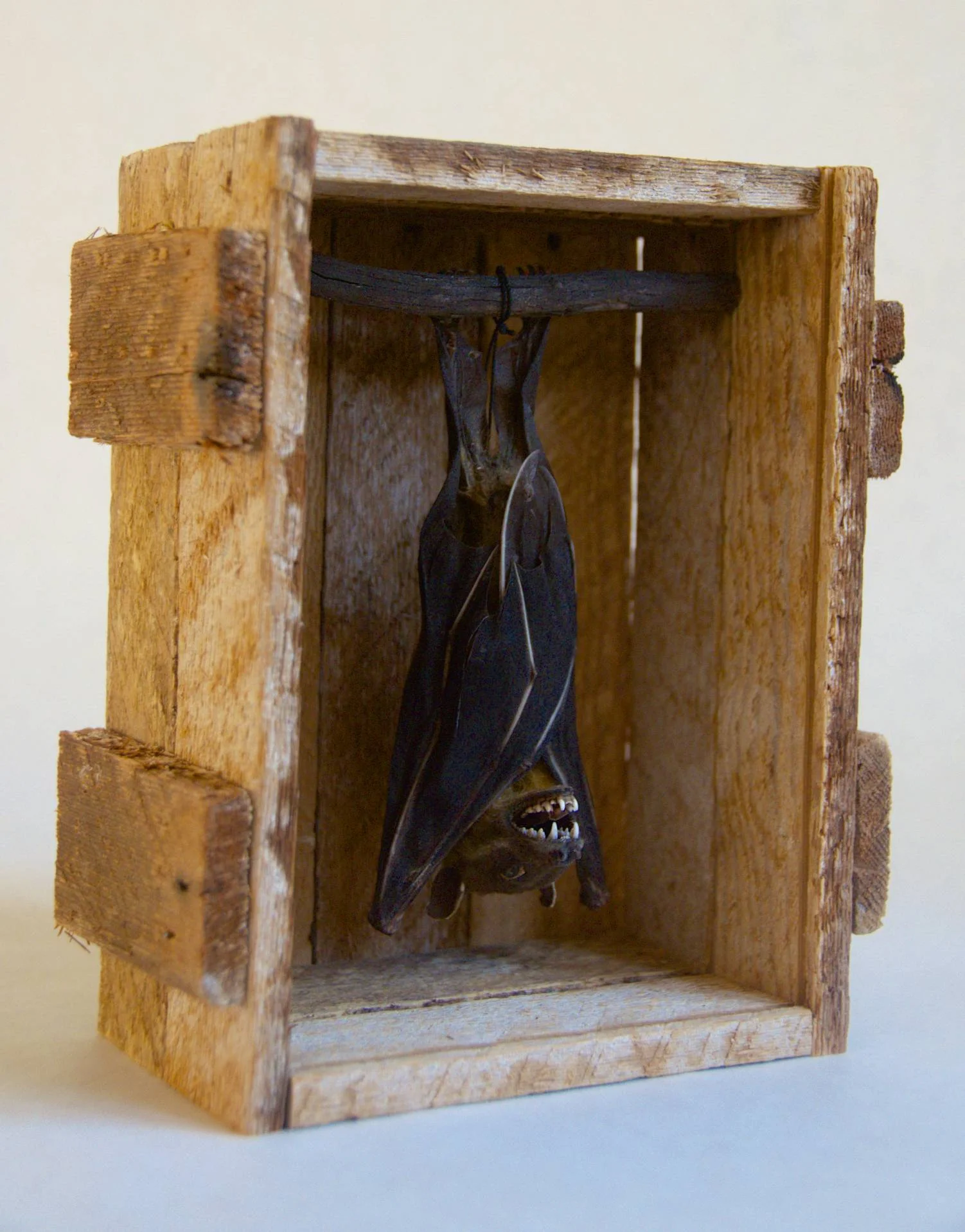 Bat Box
