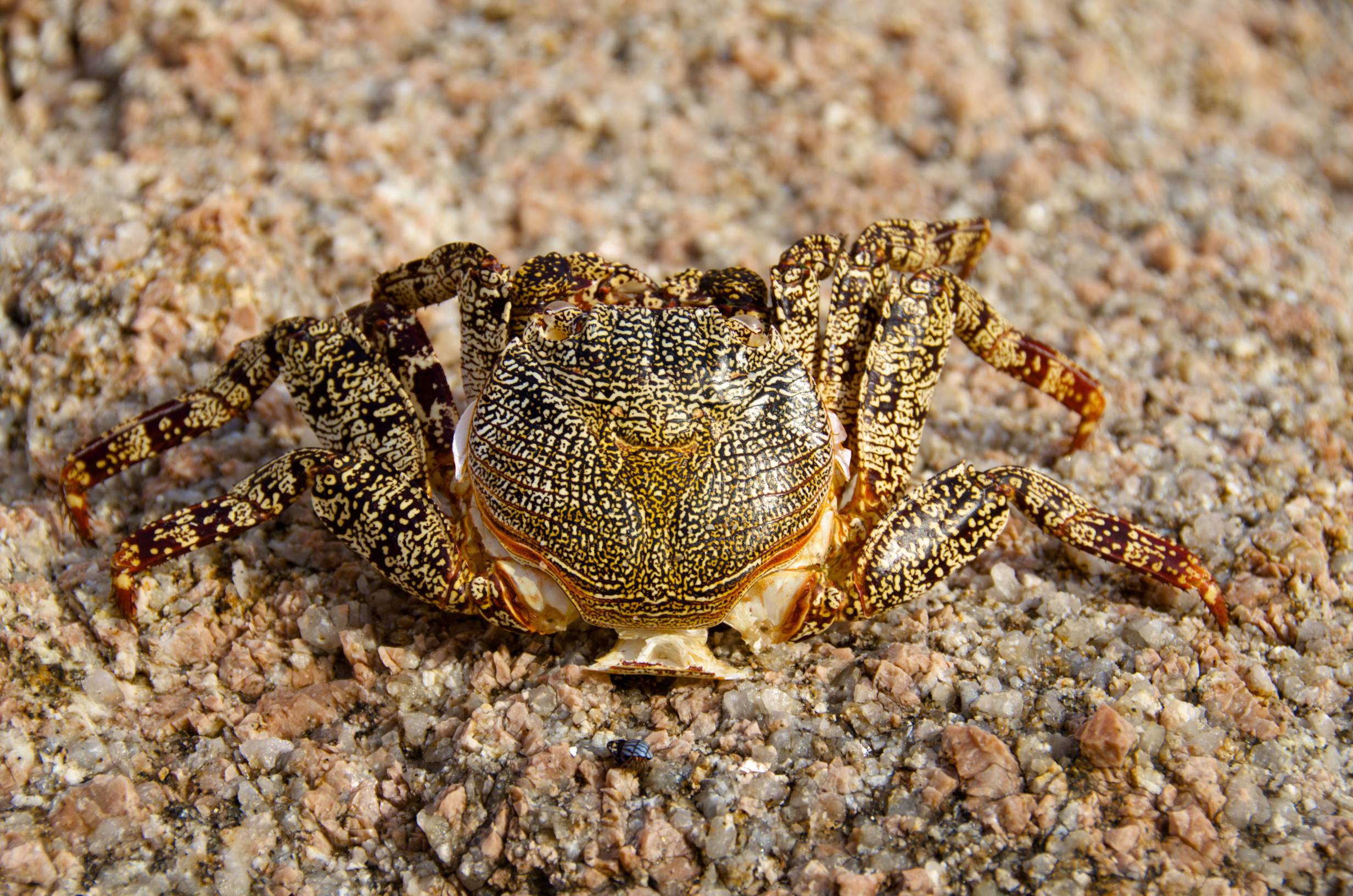DSC_8242.jpg