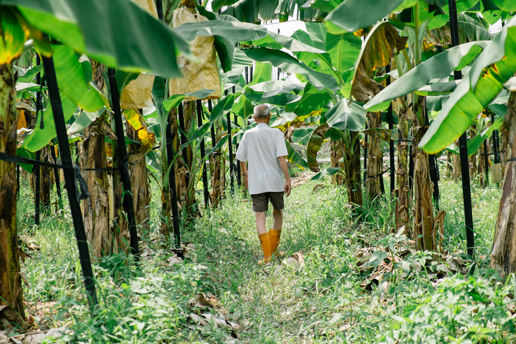   New York Times August 2013   he Taiwan banana industry  