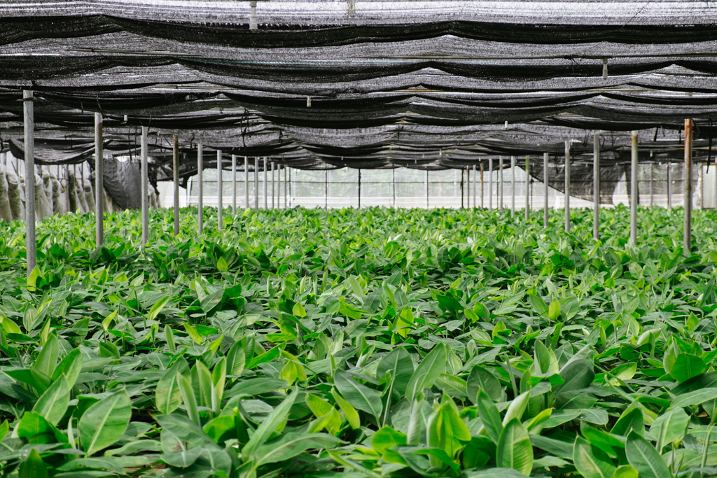   New York Times August 2013   he Taiwan banana industry  