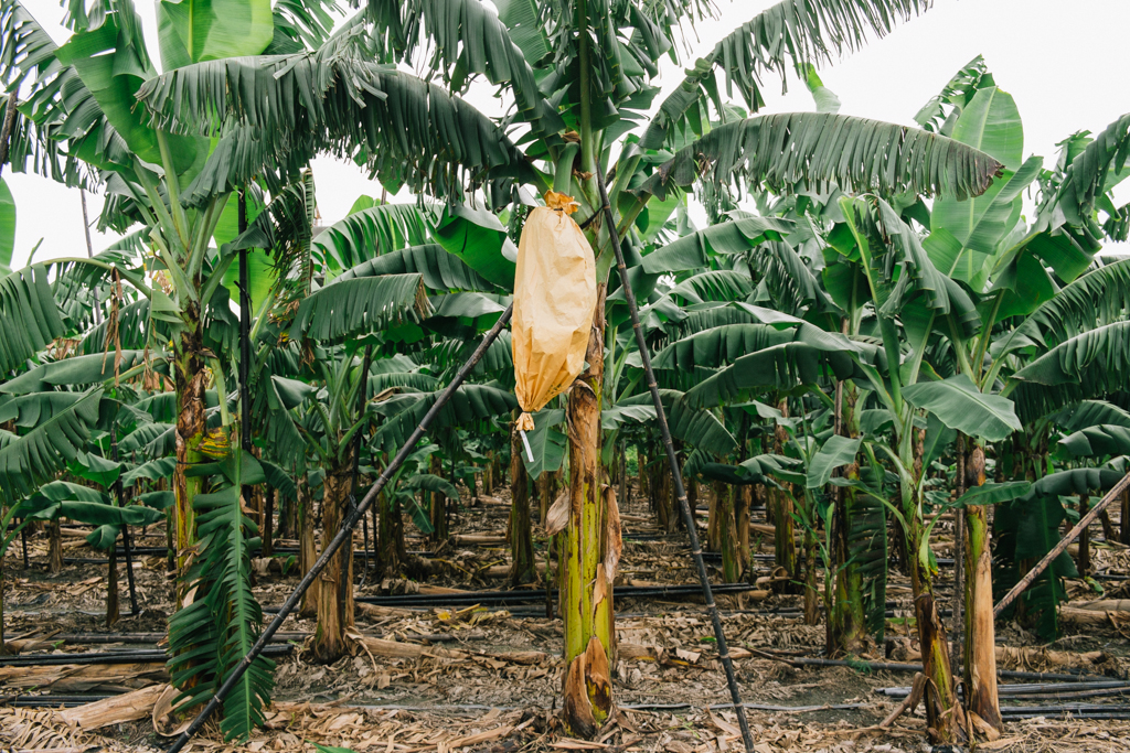   New York Times August 2013   he Taiwan banana industry  