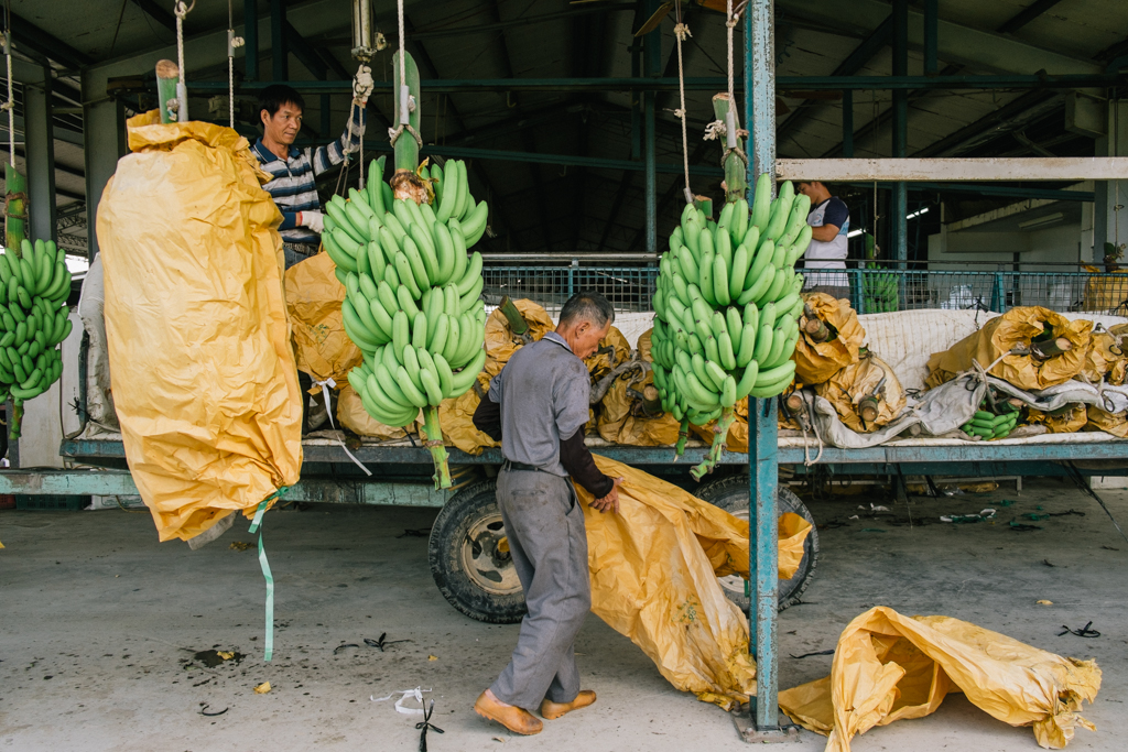   New York Times August 2013   he Taiwan banana industry  