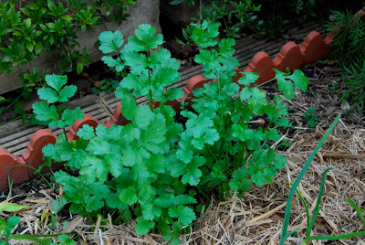 Coriander