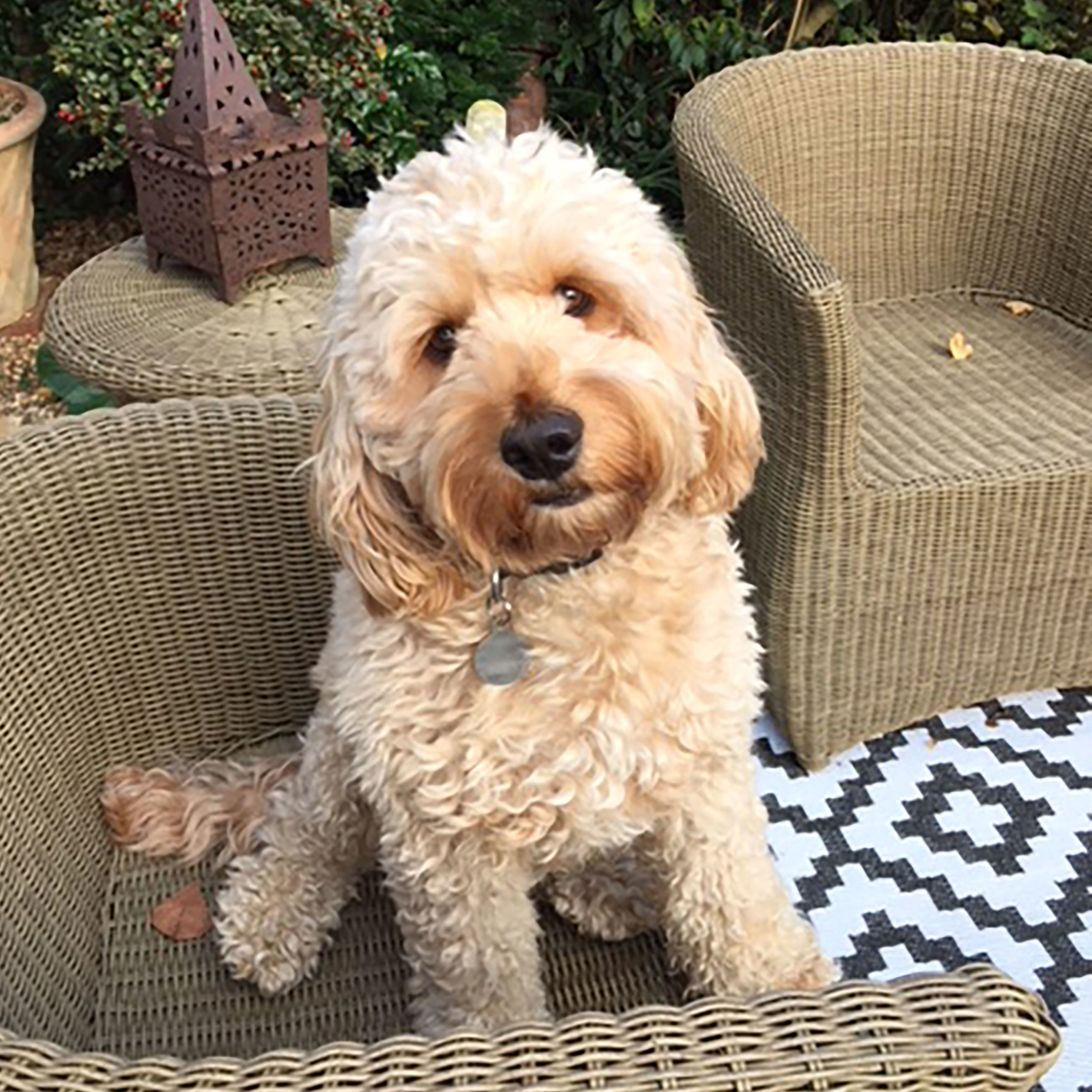 Hector Cockapoo 2.jpg