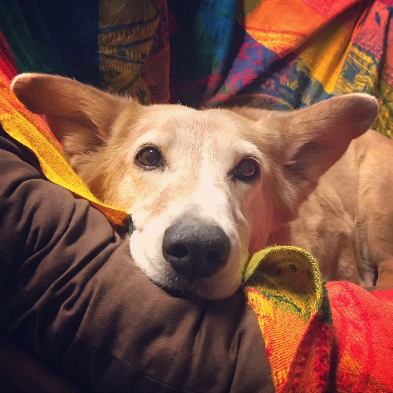 A Dog's Way of Thinking