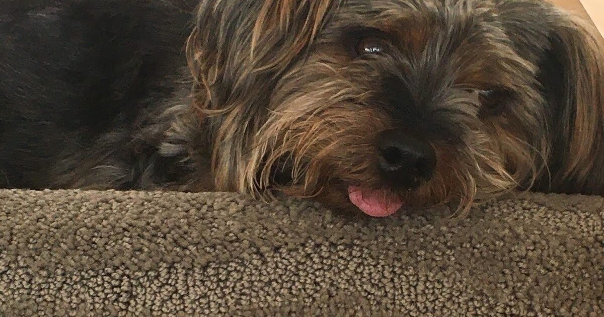 Things I Have Learned From My Dog