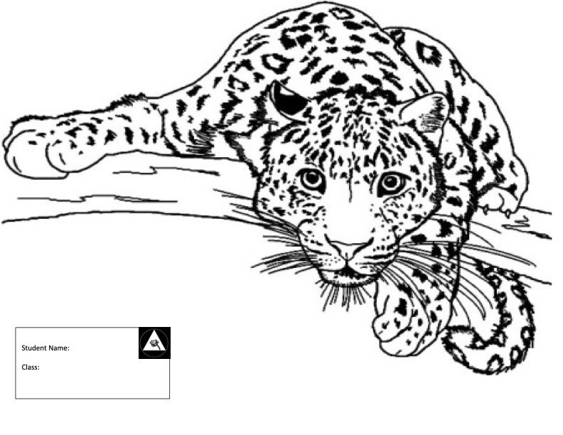 Leopard.jpg