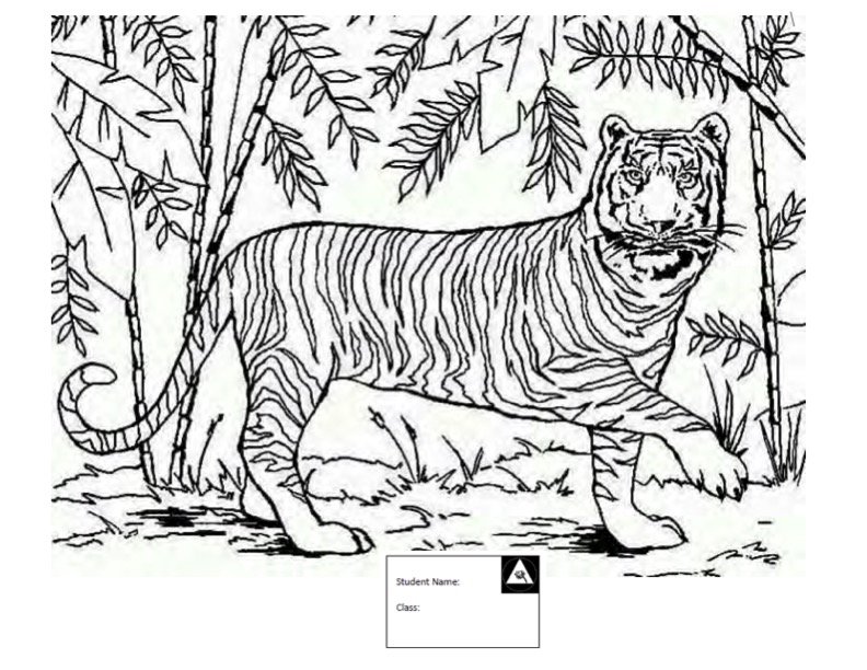 Tiger.jpg