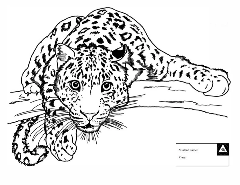 Leopard1.jpg