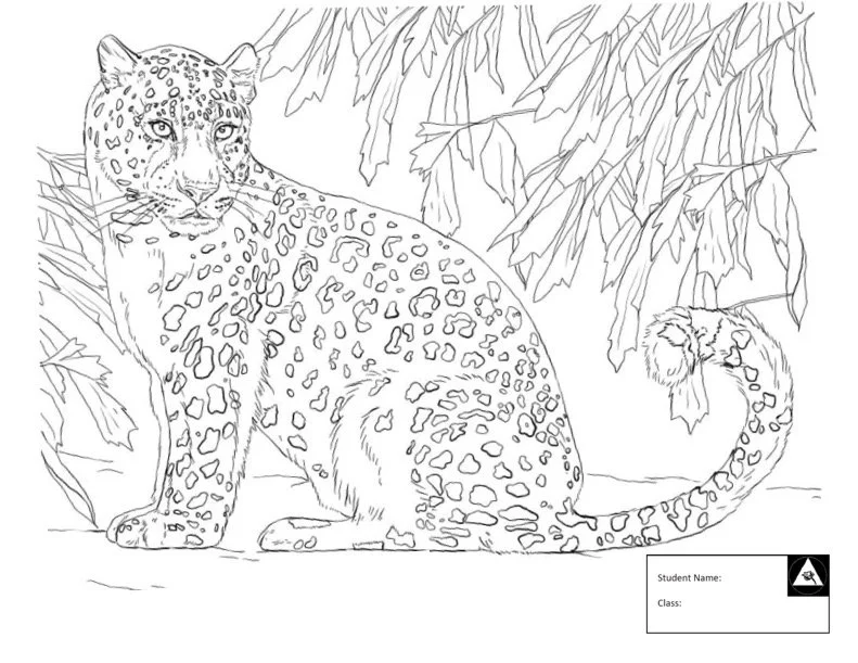 Leopard3.jpg