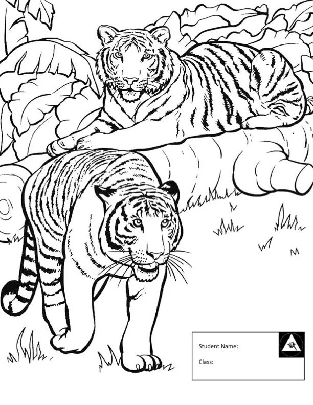 Tiger1.jpg