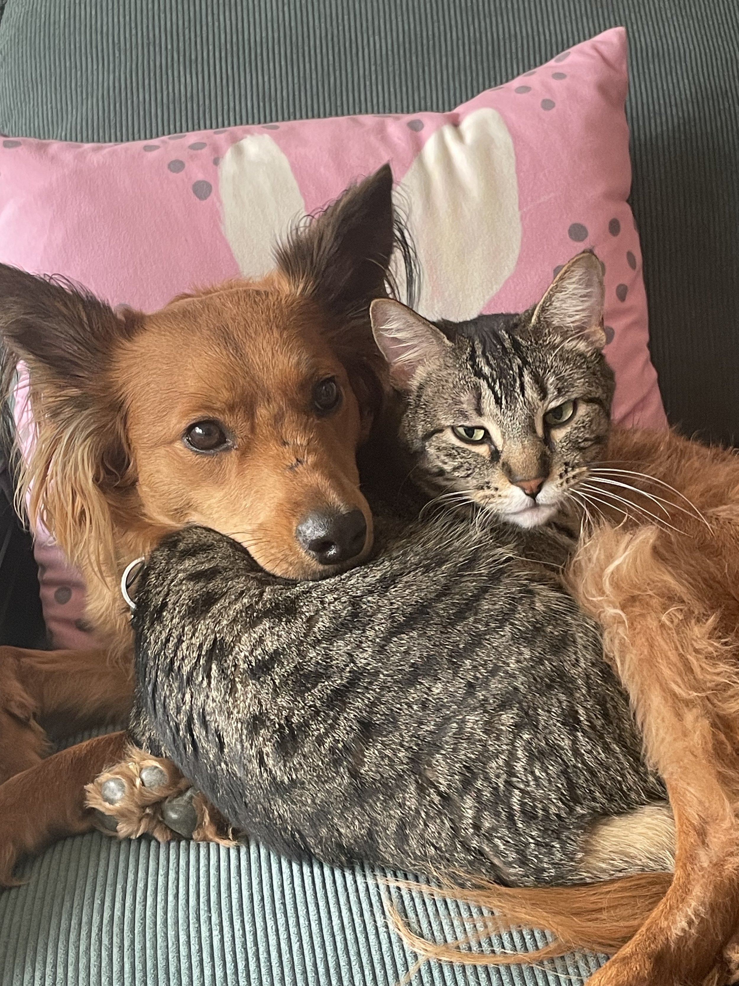 Second Chance Animal Rescue Society