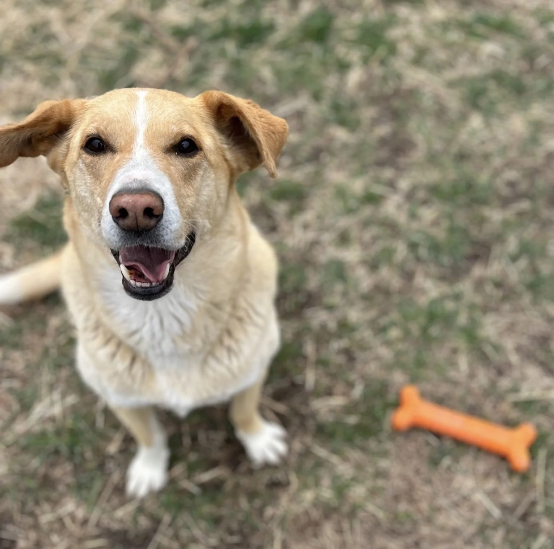 Meet Kee, Our Sanctuary Animal
