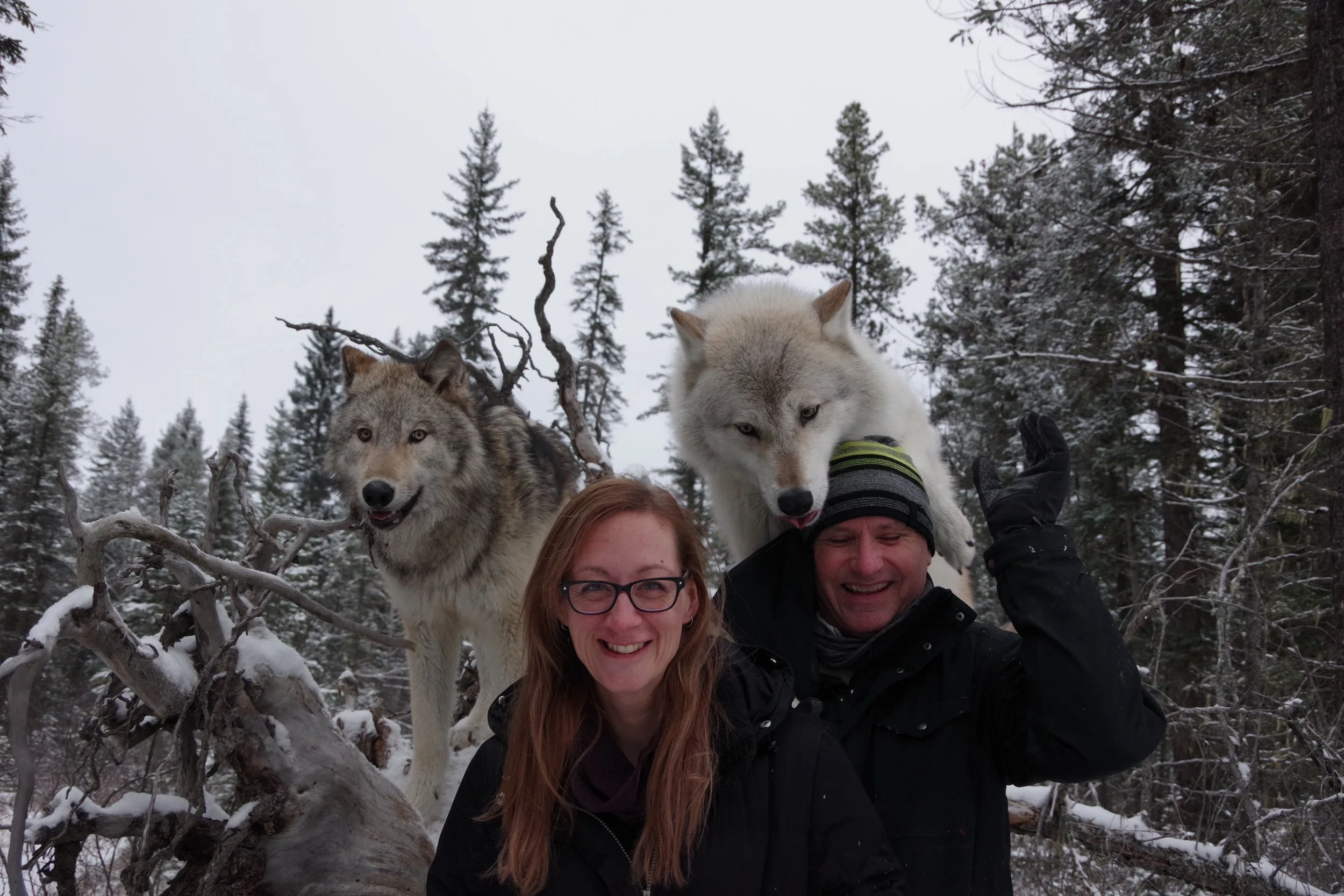 Northern Lights Wolf Centre