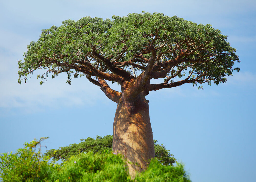 Baobab-tree-1200x853.jpg